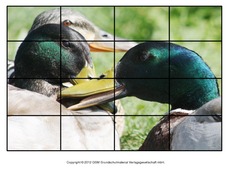 Puzzle-Stockente-9.pdf